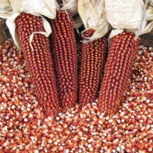 red corn