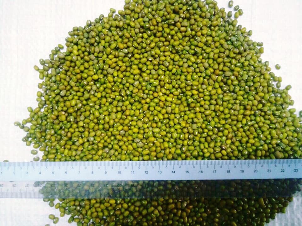 buy Mung beans