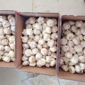 order white garlic