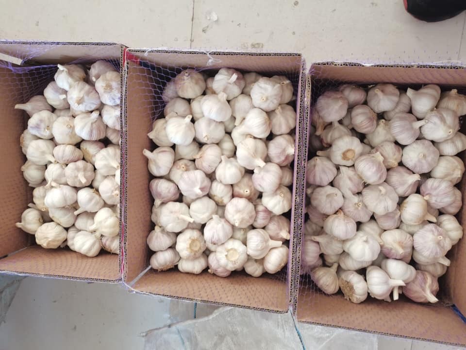 order white garlic