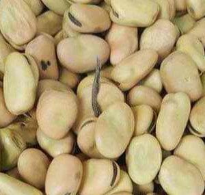 buy faba beans