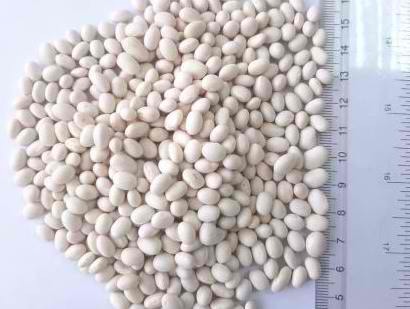 buy White Pea Beans