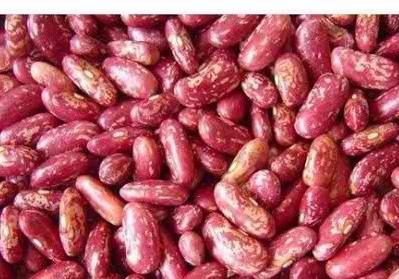 buy Speckled Kidney Beans