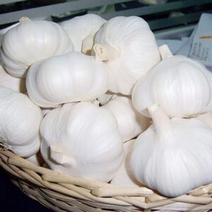 pure white garlic