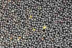 buy canola seed