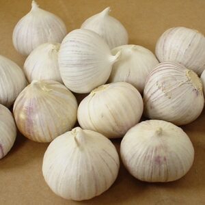 Single clove garlic