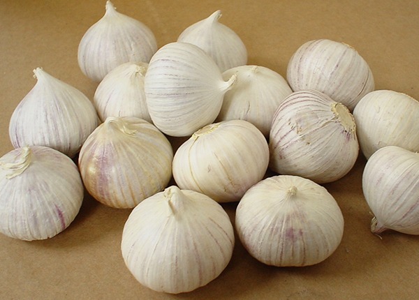 Single clove garlic