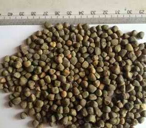 vetch seeds