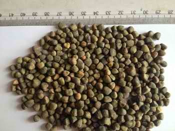 vetch seeds