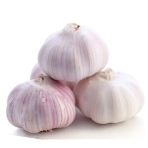 normal white garlic